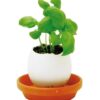 Noted set pentru cultivarea unei plante Eggling Herb Basil